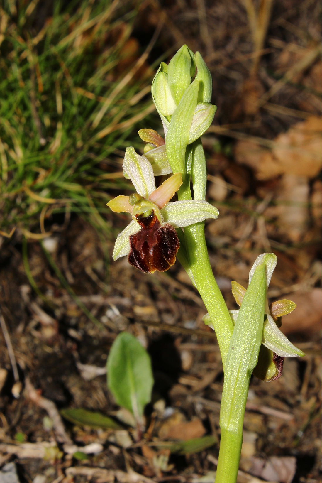 Ophrys arachnitiformis a confronto